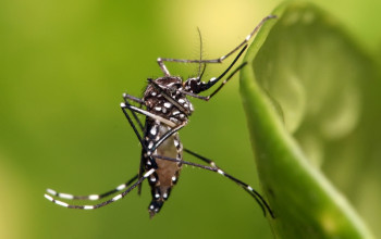 पाकिस्तानमा डेंगु संक्रमण फैलियो